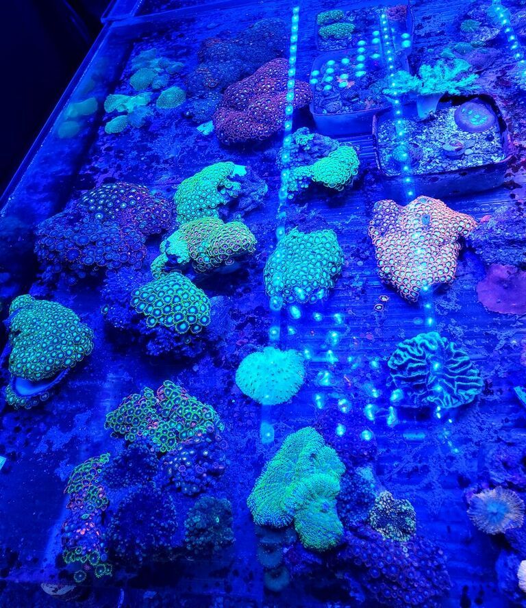 unspecified zps01qkimdg - Clams, Corals, Sharks, And Shrimps! Come And Get'em!!!