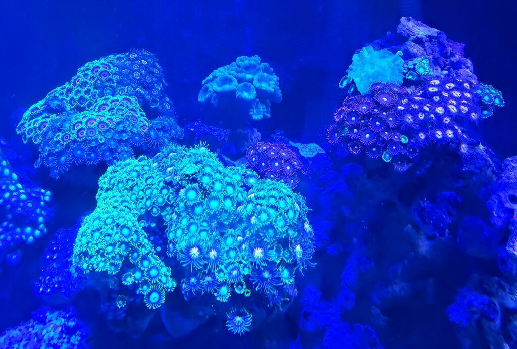 unspecified zps38wxf5nx - Clams, Corals, Sharks, And Shrimps! Come And Get'em!!!