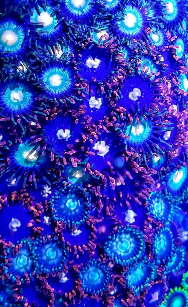 unspecified zps54baxp0b - Fresh Zoas And Shrooms In @ Tropicorium!
