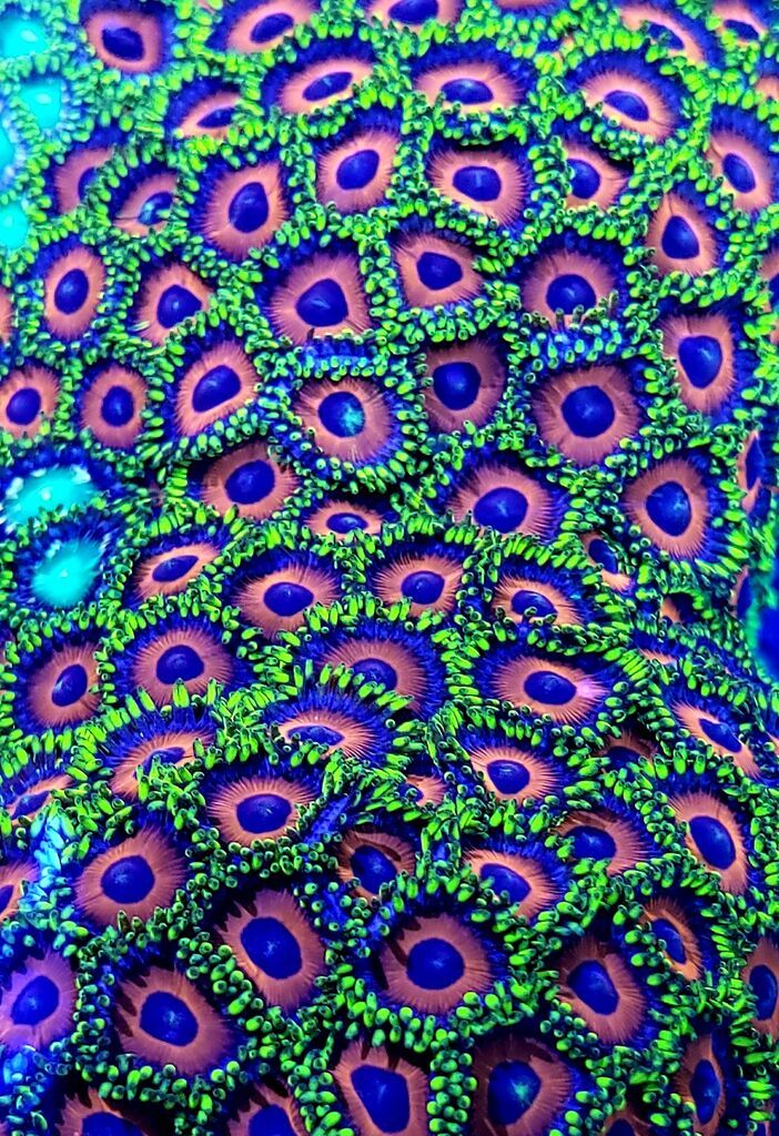 unspecified zpsapj4wfg2 - Fresh Zoas And Shrooms In @ Tropicorium!