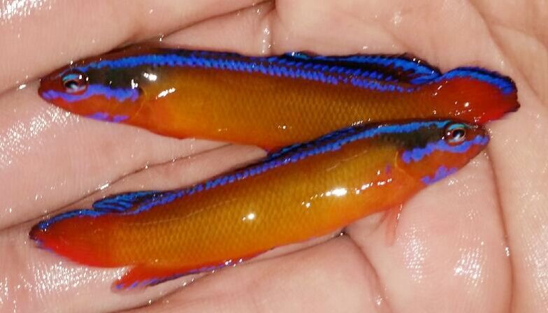 unspecified zpsmjabkmih - Great New Fish In This Week!!!