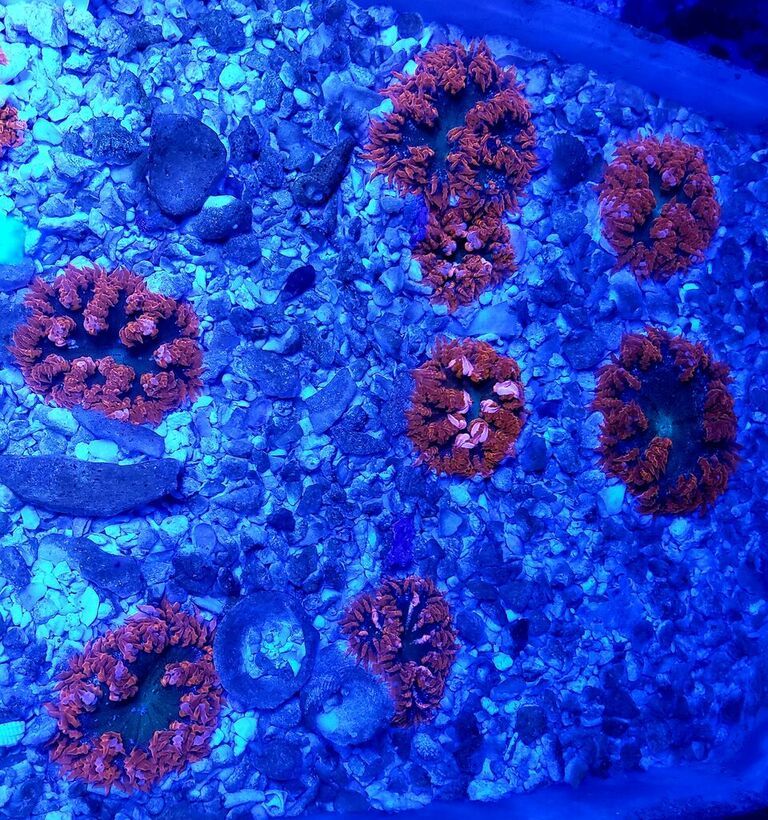 unspecified zpsomdk2zsb - Clams, Corals, Sharks, And Shrimps! Come And Get'em!!!