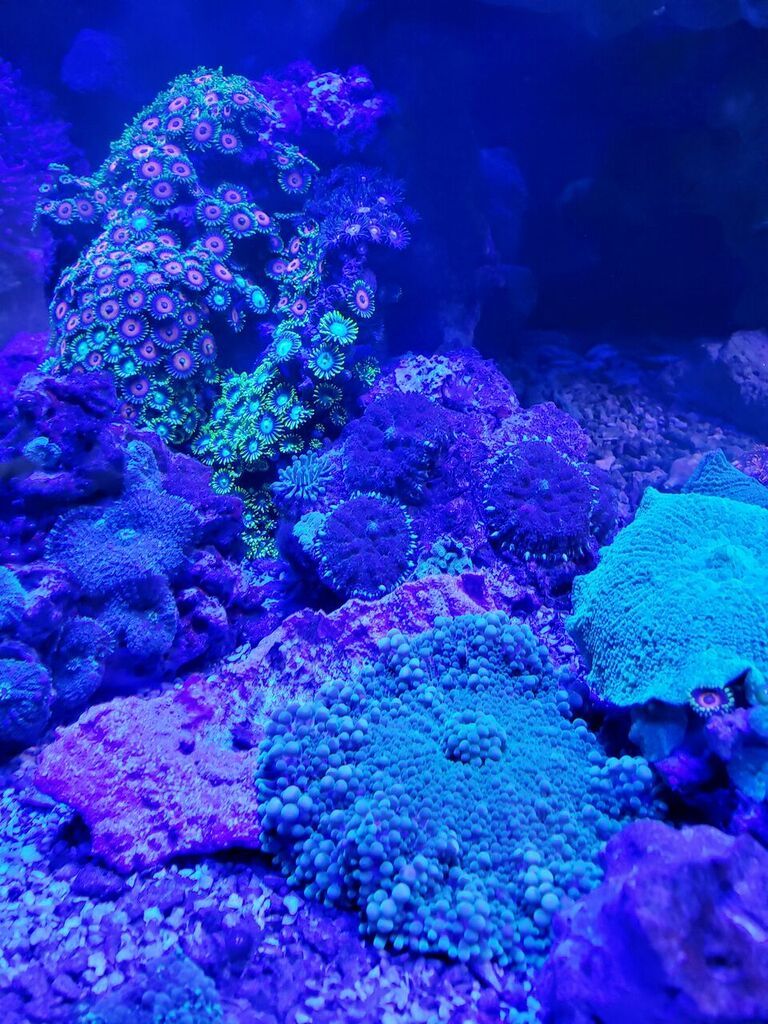 unspecified zpsujwv1ara - Clams, Corals, Sharks, And Shrimps! Come And Get'em!!!