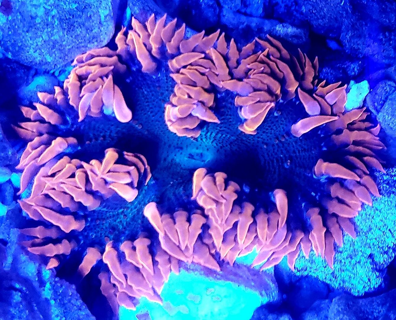 8uxu9zXe zpspckav7es - Tons Of Great Corals In @ Tropicorium!!!
