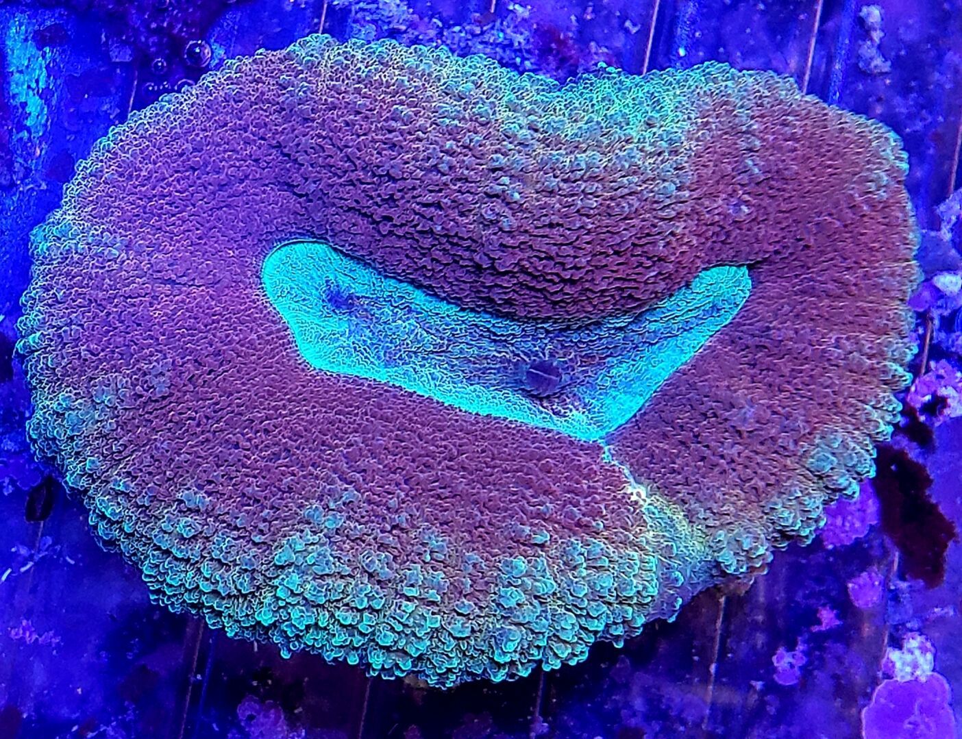 BQAq5ebB zpskiprajfc - Tons Of Great Corals In @ Tropicorium!!!