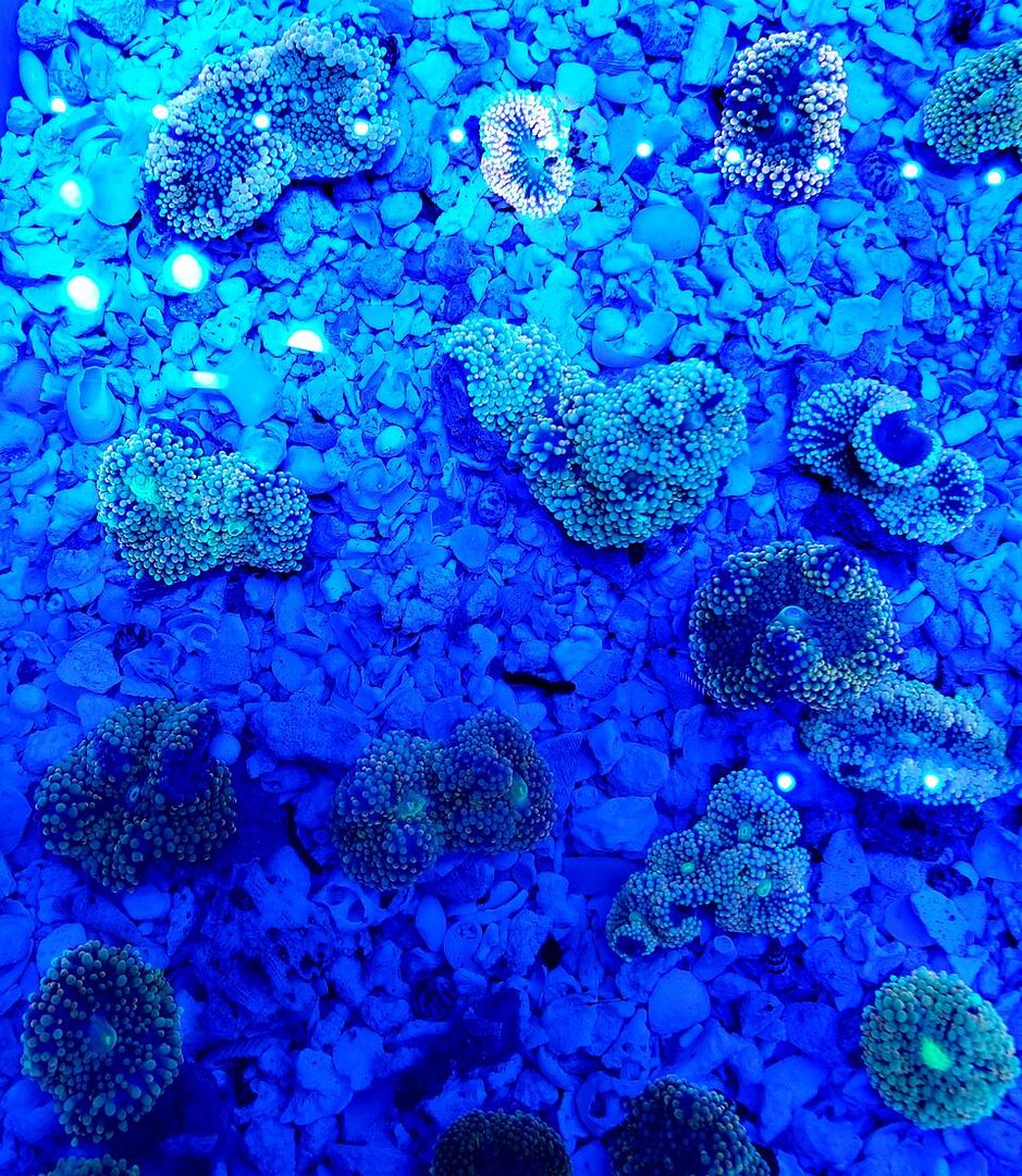 CSx vWUN zpsviuh0zv7 - Tons Of Great Corals In @ Tropicorium!!!
