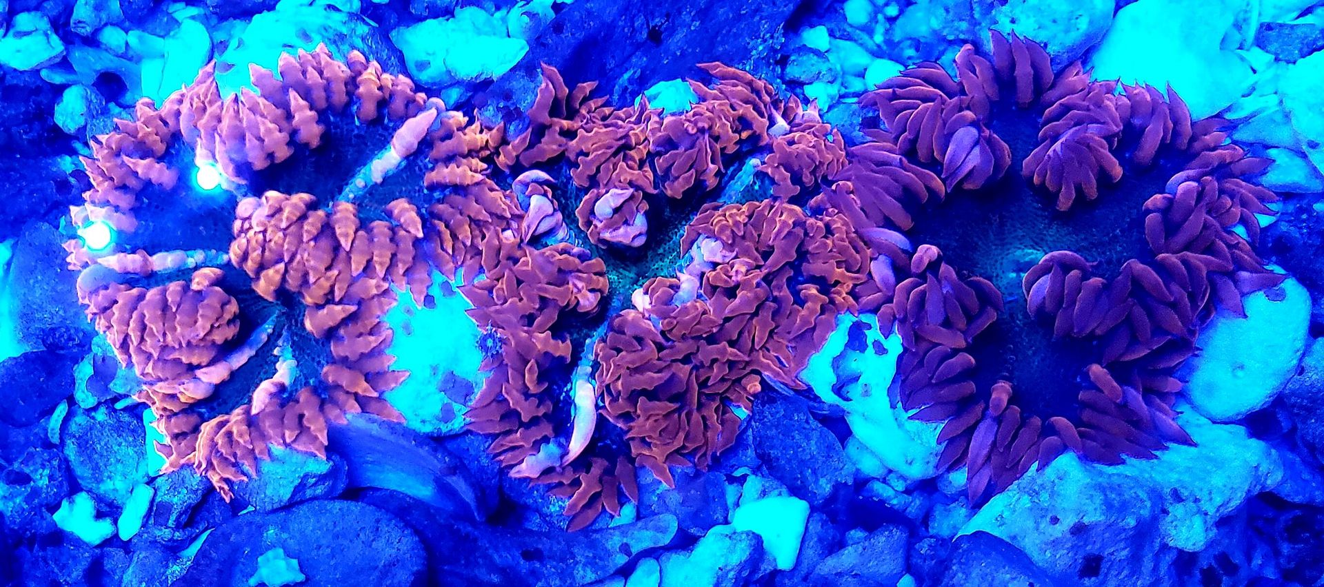 IES7r9Fa zpsktqv3vpv - Tons Of Great Corals In @ Tropicorium!!!