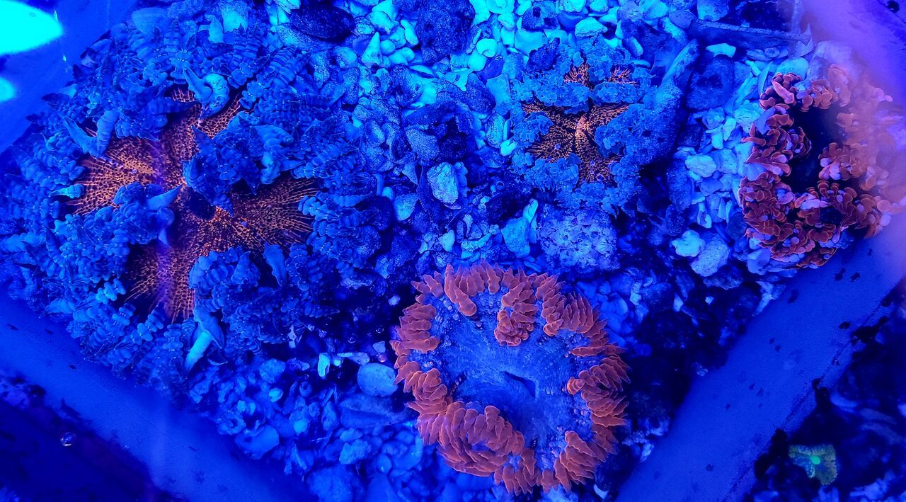 LlYxmE0O zpsrrmtgquu - Tons Of Great Corals In @ Tropicorium!!!