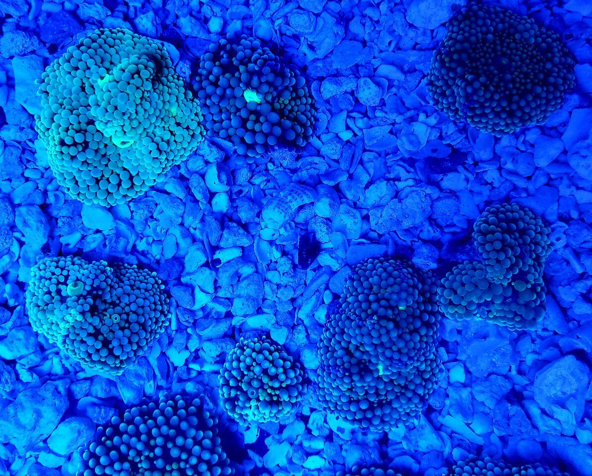 MxjGR6k0 zpskolzhxzi - Tons Of Great Corals In @ Tropicorium!!!