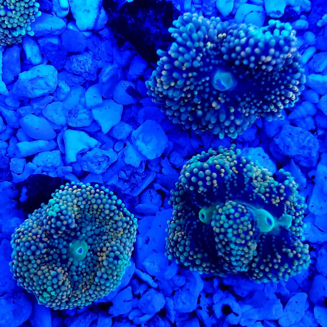 P9wwJFrv zpsfjtjfnrg - Tons Of Great Corals In @ Tropicorium!!!