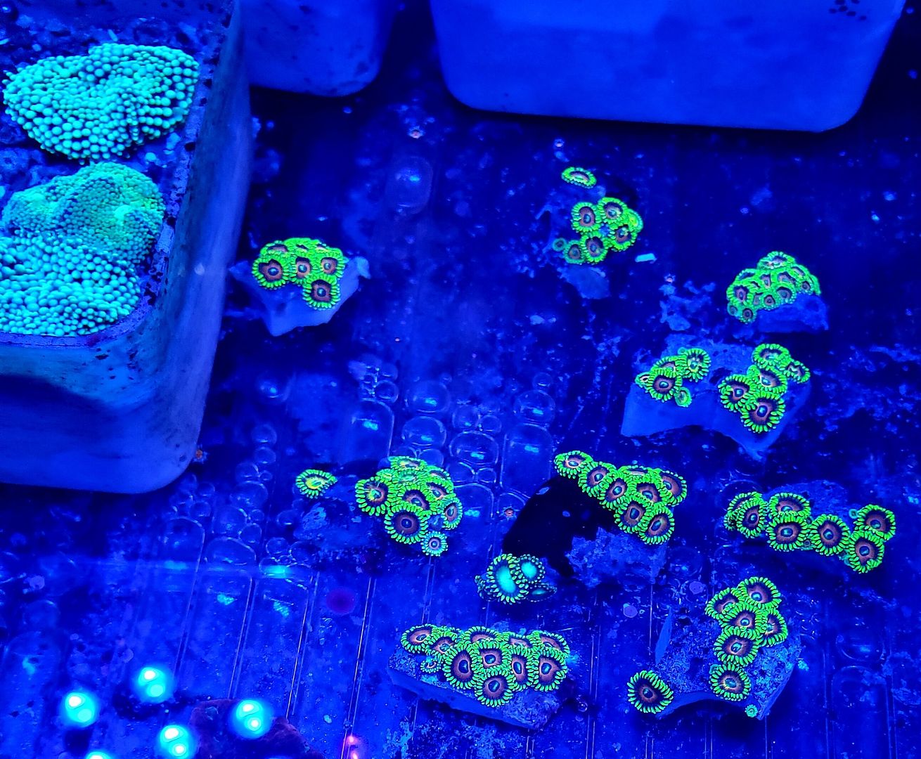 aGzNgXOS zpsmcoablof - Tons Of Great Corals In @ Tropicorium!!!