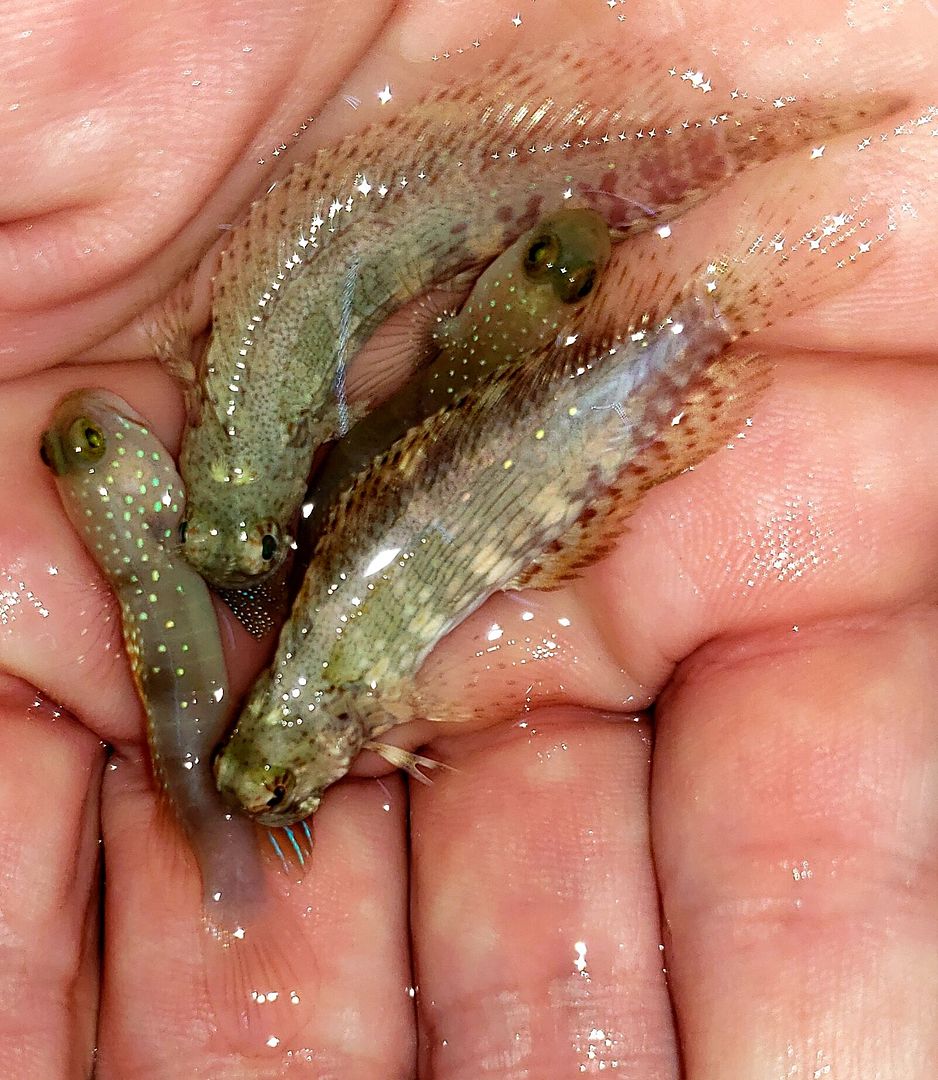aMz3lBag zpsm1zdjfay - Great New Fish And Invertebrates @ Tropicorium!