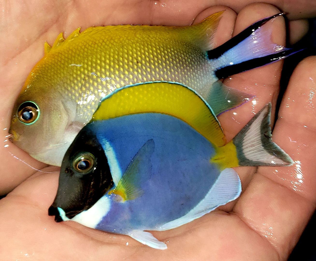 pHH5BB4c zpsyclnfgzx - Great New Fish And Invertebrates @ Tropicorium!
