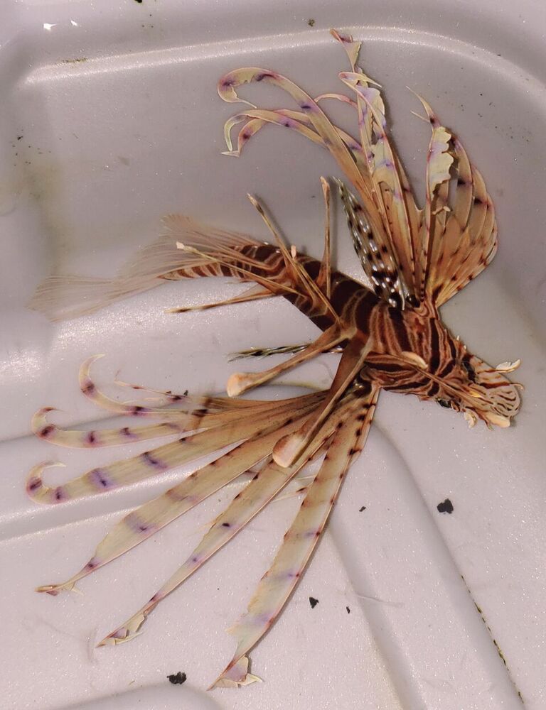 qC714WxI zpsoqrcyhdi - Great New Fish And Invertebrates @ Tropicorium!