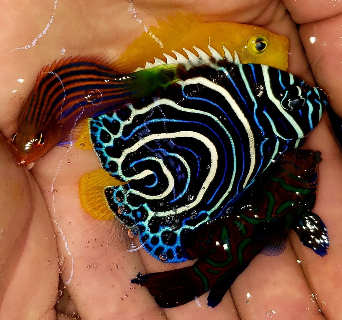 uU PEurQ zpslyfzdbqq - Great New Fish And Invertebrates @ Tropicorium!