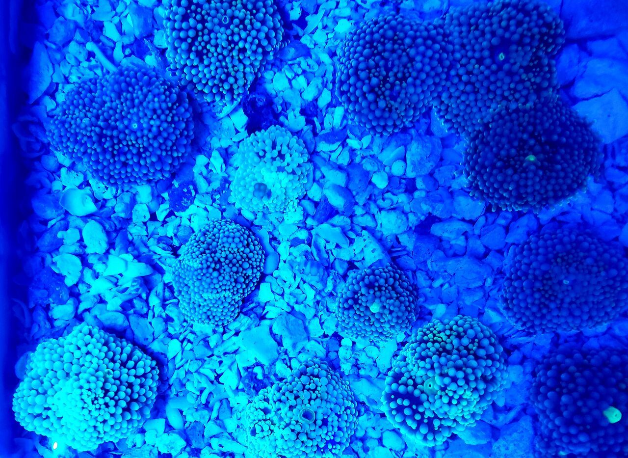 uYSOajKg zpsda0v6kpp - Tons Of Great Corals In @ Tropicorium!!!