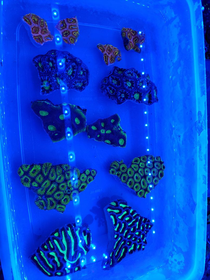 20190118 102910 zpsxcvzyakd - Fresh Corals And other Awesome Stock!!!