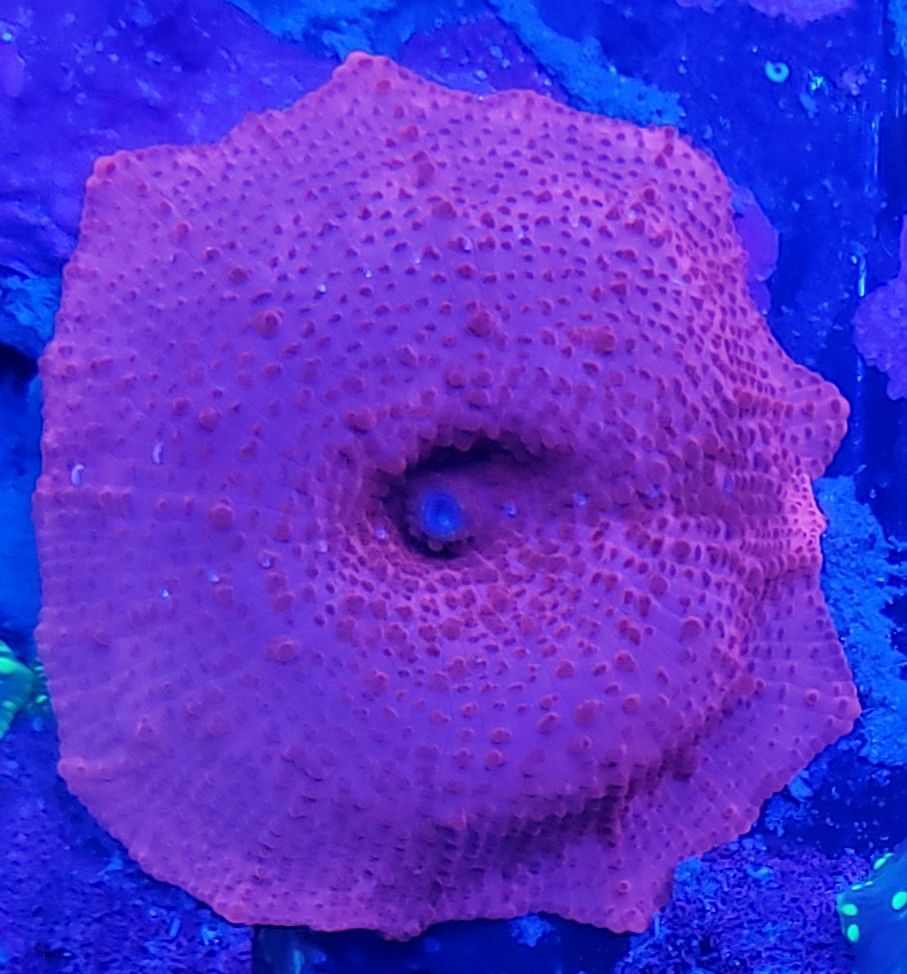 20190118 104706 zpszafydnxz - Fresh Corals And other Awesome Stock!!!
