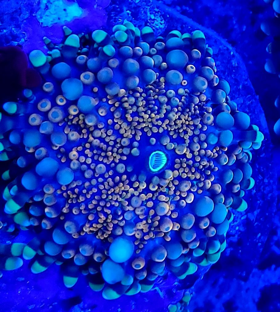 20190118 105247 zpskdckkoxw - Fresh Corals And other Awesome Stock!!!