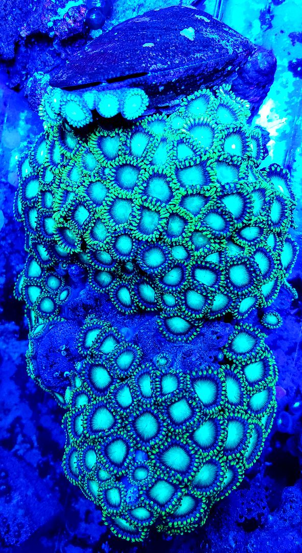 20190118 110304 zps9kpqxzua - Fresh Corals And other Awesome Stock!!!
