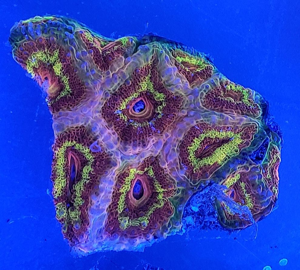 20190118 110910 zpst3jxxxjb - Fresh Corals And other Awesome Stock!!!
