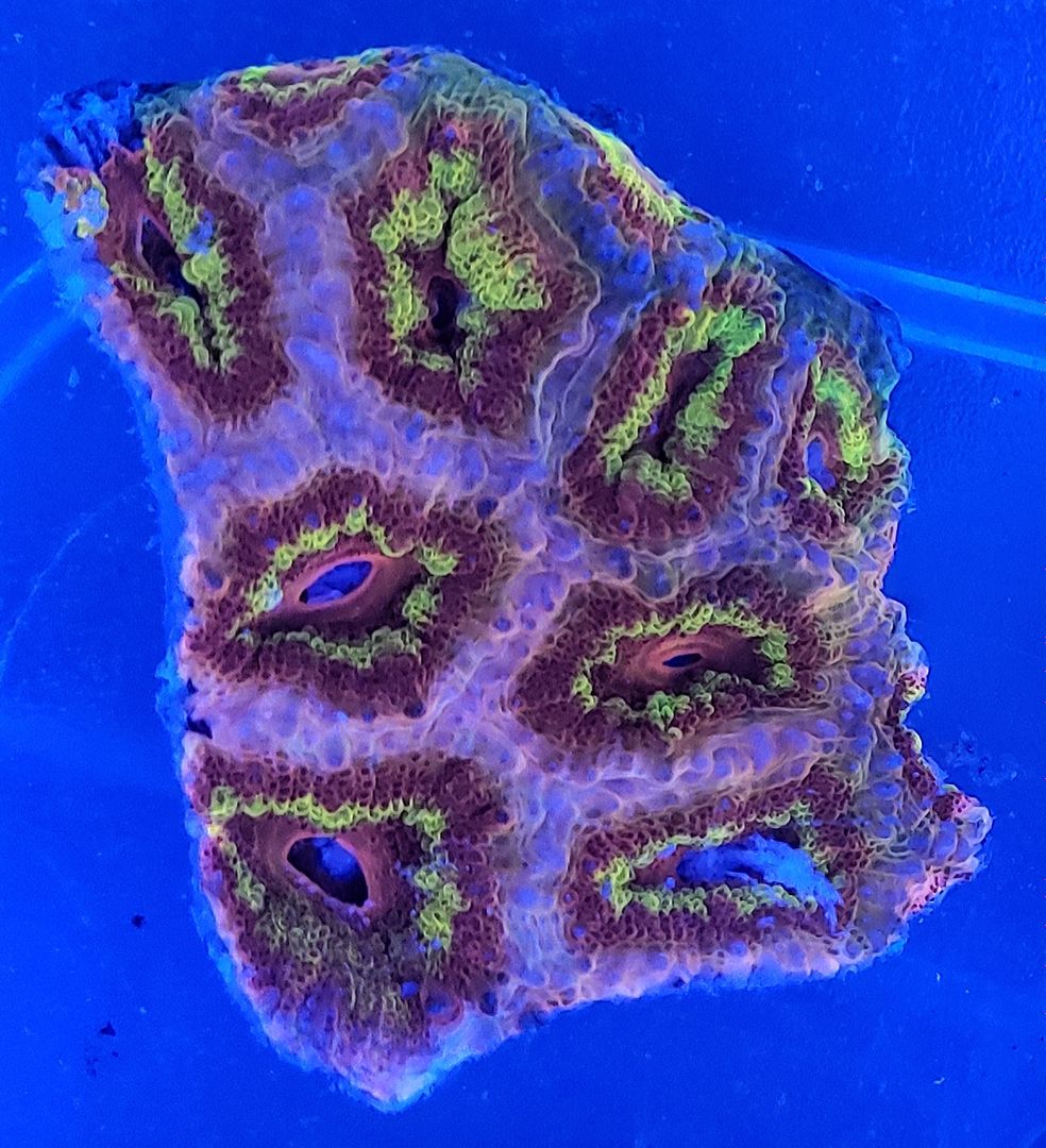 20190118 111405 zpsyn3fcjic - Fresh Corals And other Awesome Stock!!!