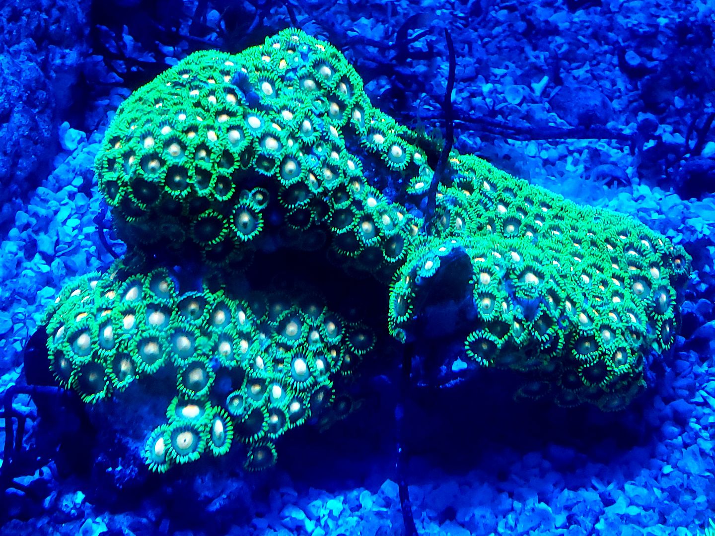 20190118 115608 zpszhnxhnwt - Fresh Corals And other Awesome Stock!!!