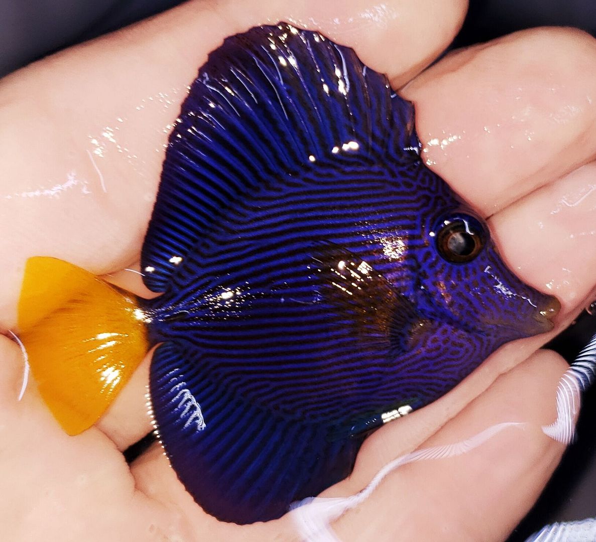 8 xfz2 H zpsys4n2cyu - Awesome Fish, Fresh In @Tropicorium!!!!