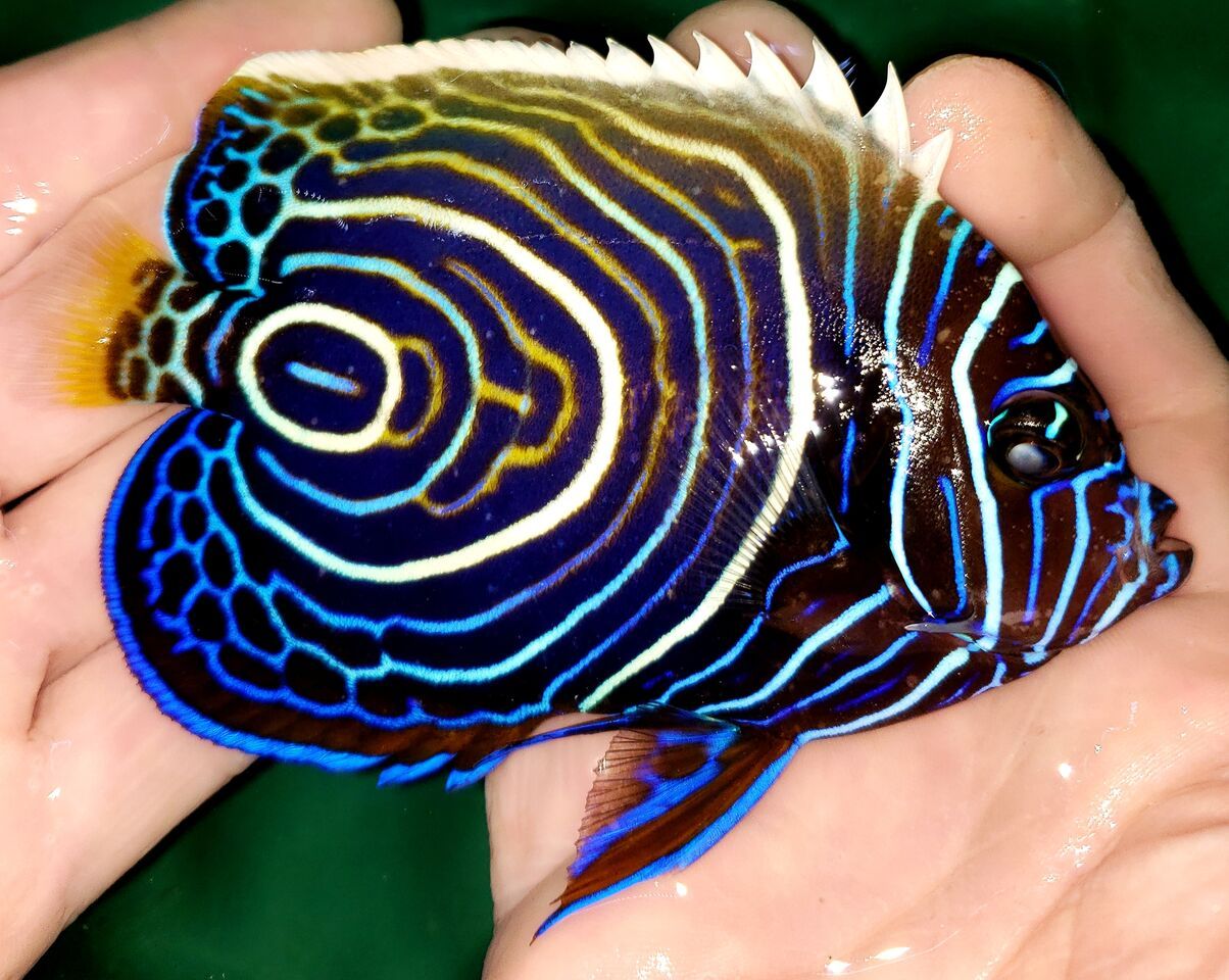 GiFGb3gV zpswybf85xs - Awesome Fish, Fresh In @Tropicorium!!!!