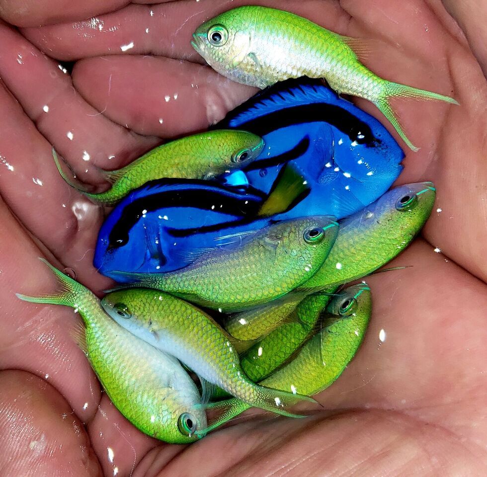 JlFIOZ5o zpsa09chuwm - Awesome Fish, Fresh In @Tropicorium!!!!