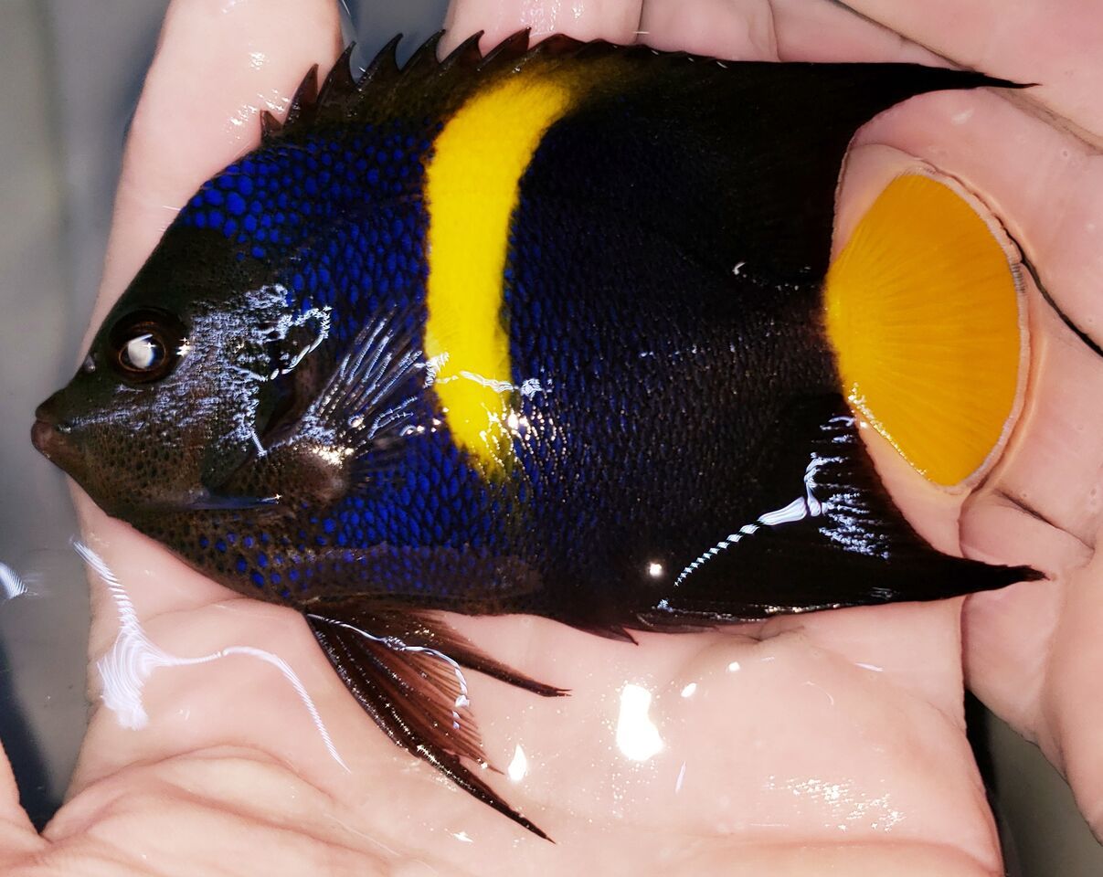 QD2aTrQB zpsvwe1msll - Awesome Fish, Fresh In @Tropicorium!!!!