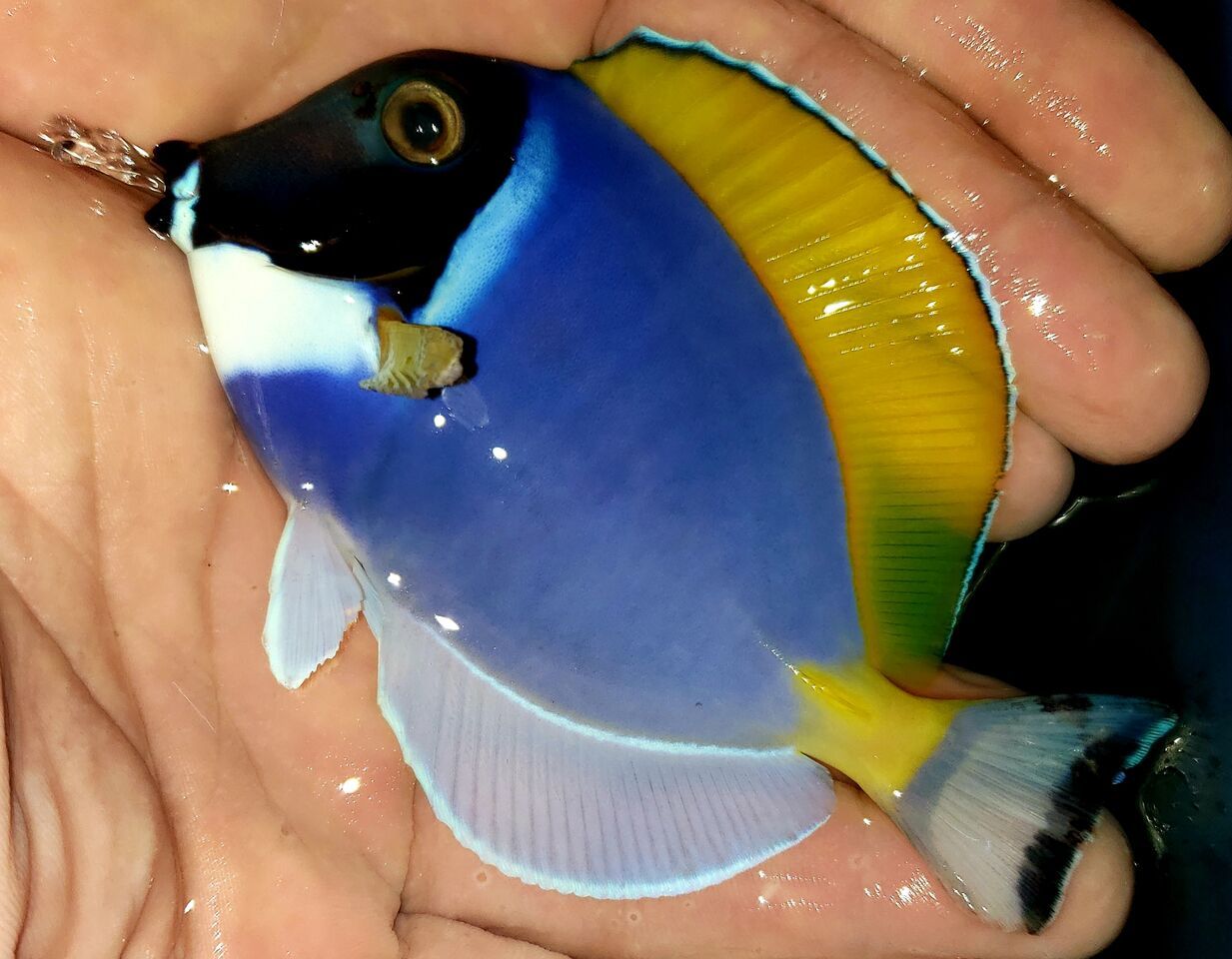 WmzNYiX3 zpsczedpdkw - Awesome Fish, Fresh In @Tropicorium!!!!