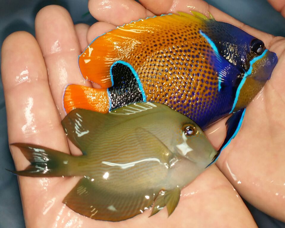 Best Prices, Best Fish, Best Pics!! Only @ Tropicorium! ugRS2e93BaLCvLT0mDVFOIlMh6DTBBh1vWx2Lk39ahY zpsxgsyfmcx - Best Prices, Best Fish, Best Pics!! Only @ Tropicorium!