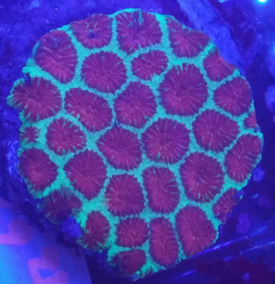 Coral Galore, And A Whole Lot More! Priced Pics!1/8 unspecified zps0jodlakl - Coral Galore, And A Whole Lot More! Priced Pics!1/8