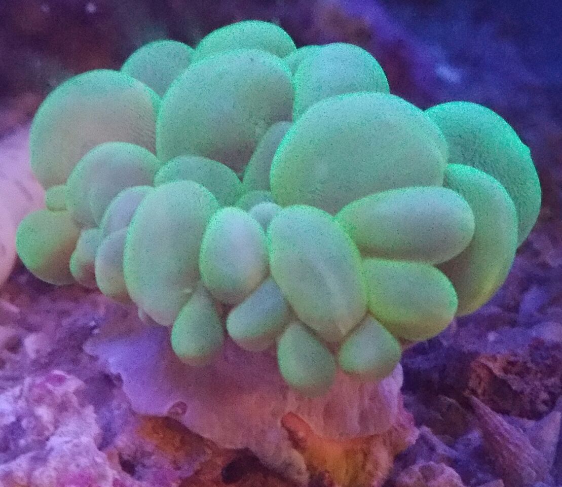 Coral Galore, And A Whole Lot More! Priced Pics!1/8 unspecified zps18v4r2dk - Coral Galore, And A Whole Lot More! Priced Pics!1/8