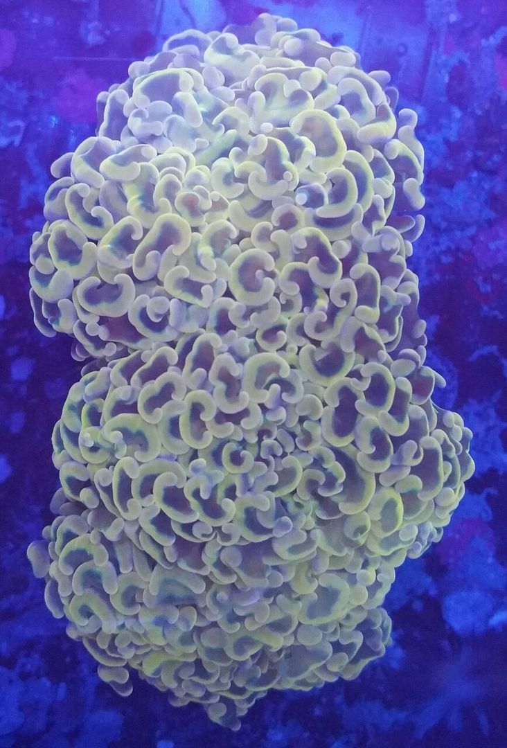 Coral Galore, And A Whole Lot More! Priced Pics!1/8 unspecified zps5bzfoh80 - Coral Galore, And A Whole Lot More! Priced Pics!1/8