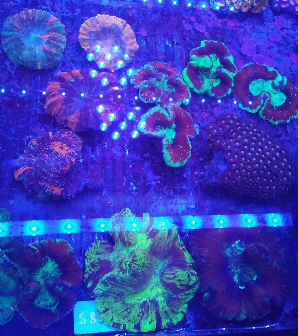 Coral Galore, And A Whole Lot More! Priced Pics!1/8 unspecified zps67afm58g - Coral Galore, And A Whole Lot More! Priced Pics!1/8