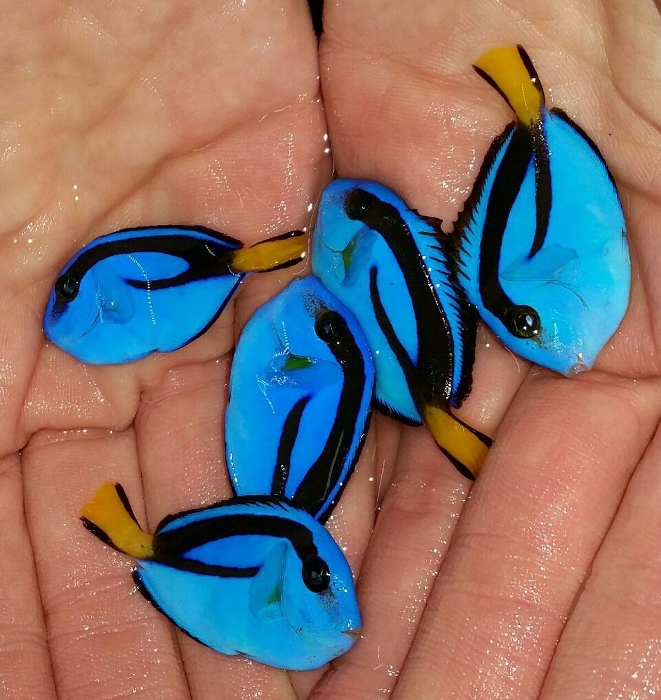 unspecified zps6a8qljpb - Sweetest Fish Not Swedish Fish!! Just For You! Pics/Prices!1/8/16
