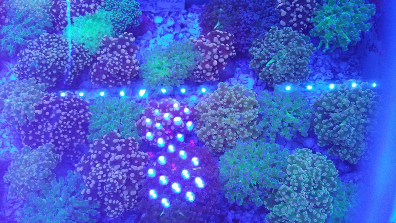 Coral Galore, And A Whole Lot More! Priced Pics!1/8 unspecified zps6vnwwevm - Coral Galore, And A Whole Lot More! Priced Pics!1/8