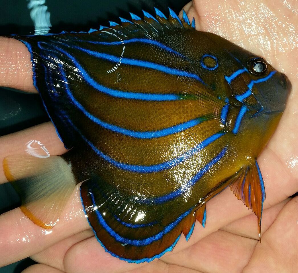 unspecified zpsa2vlvzg8 - Sweetest Fish Not Swedish Fish!! Just For You! Pics/Prices!1/8/16