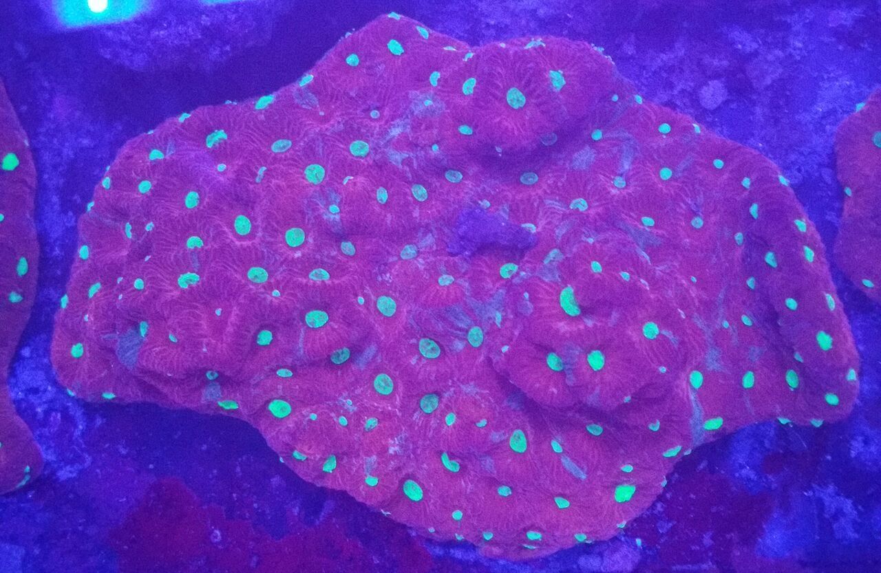 Coral Galore, And A Whole Lot More! Priced Pics!1/8 unspecified zpsb2tcanc1 - Coral Galore, And A Whole Lot More! Priced Pics!1/8