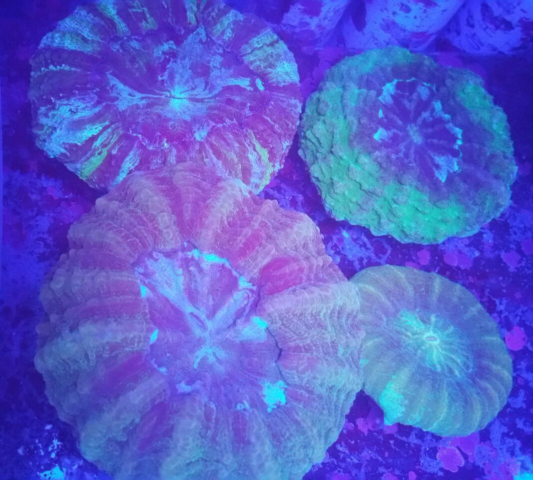 Coral Galore, And A Whole Lot More! Priced Pics!1/8 unspecified zpsbdmc4tbs - Coral Galore, And A Whole Lot More! Priced Pics!1/8