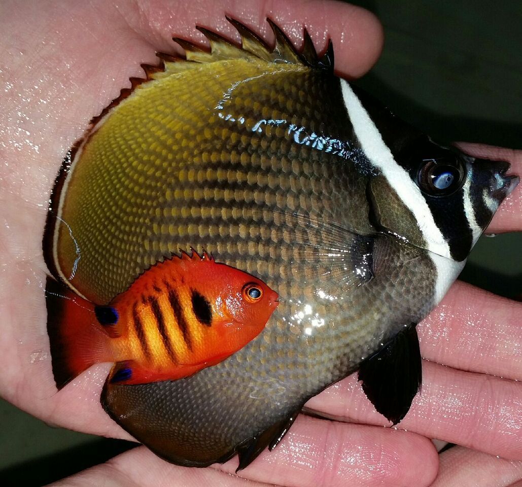 unspecified zpsbmt9nsuk - Sweetest Fish Not Swedish Fish!! Just For You! Pics/Prices!1/8/16