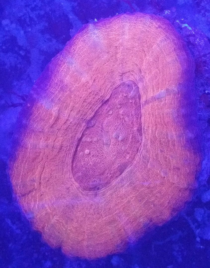 Coral Galore, And A Whole Lot More! Priced Pics!1/8 unspecified zpsd1loi5kd - Coral Galore, And A Whole Lot More! Priced Pics!1/8