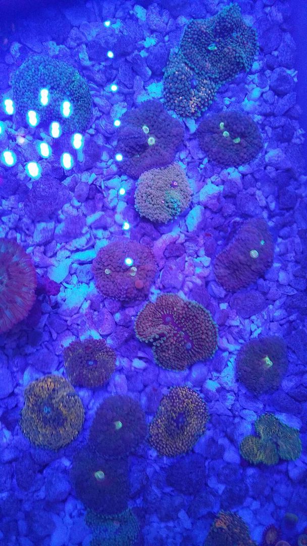 Coral Galore, And A Whole Lot More! Priced Pics!1/8 unspecified zpsdjjjtbsz - Coral Galore, And A Whole Lot More! Priced Pics!1/8