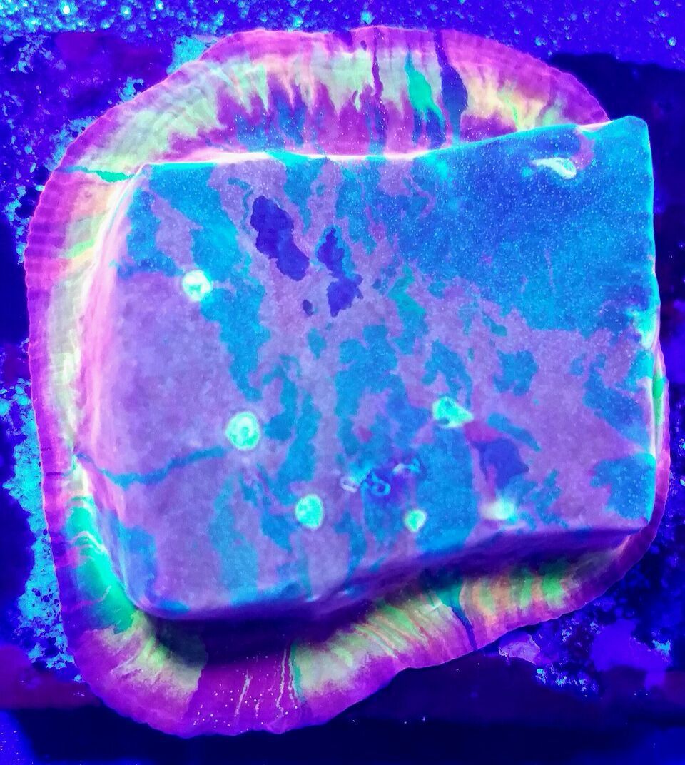 Coral Galore, And A Whole Lot More! Priced Pics!1/8 unspecified zpseh8swjel - Coral Galore, And A Whole Lot More! Priced Pics!1/8