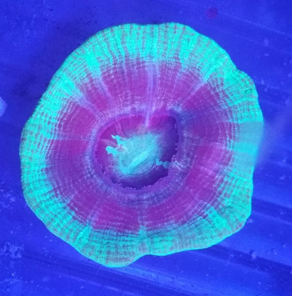 Coral Galore, And A Whole Lot More! Priced Pics!1/8 unspecified zpsjidxjdq2 - Coral Galore, And A Whole Lot More! Priced Pics!1/8