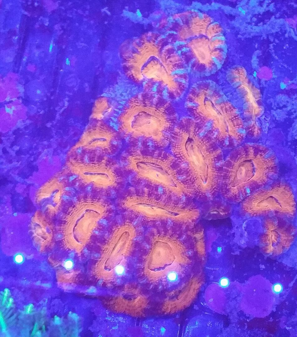 Coral Galore, And A Whole Lot More! Priced Pics!1/8 unspecified zpsju4doeut - Coral Galore, And A Whole Lot More! Priced Pics!1/8