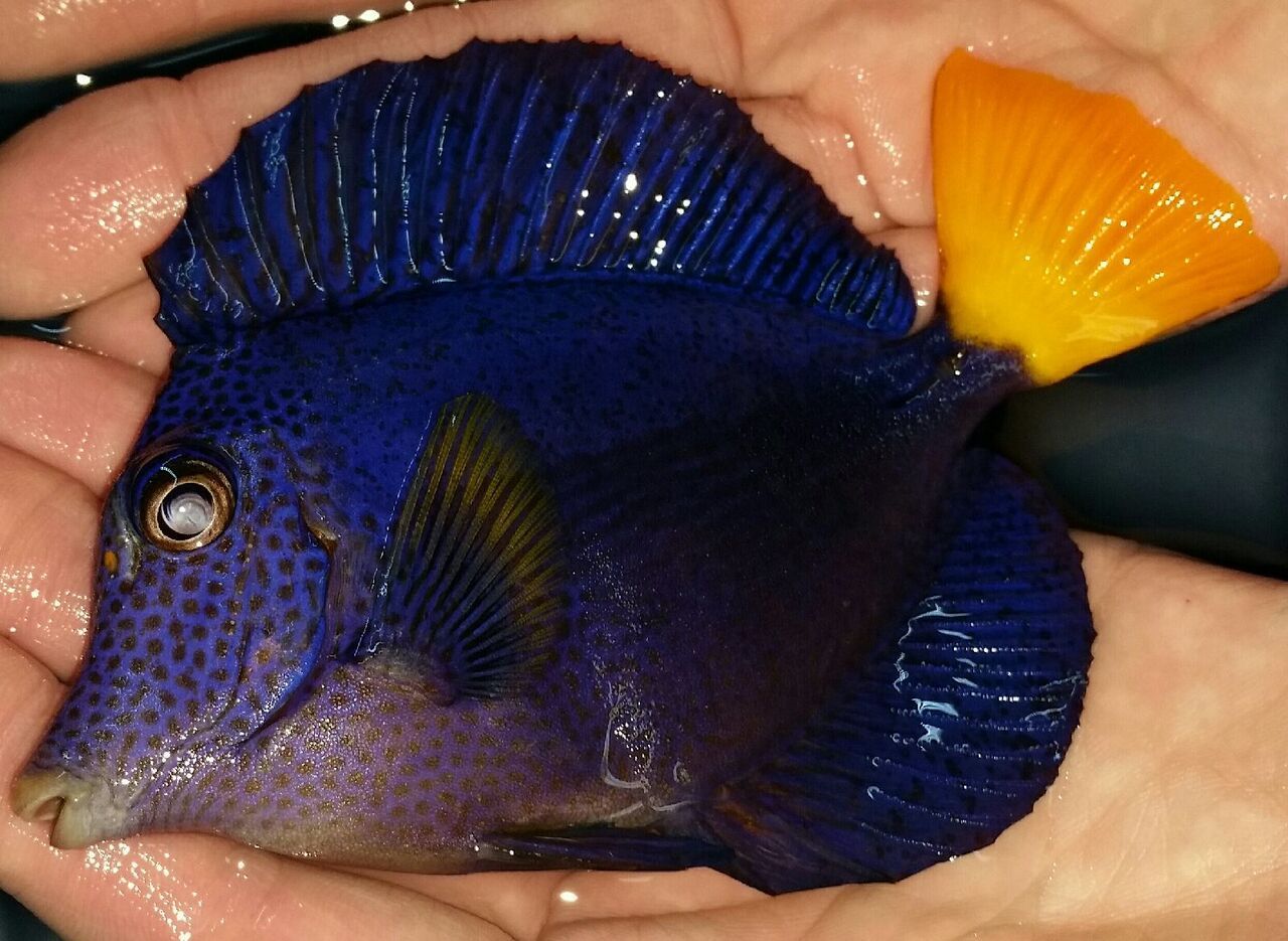 unspecified zpsotyfmdw7 - Sweetest Fish Not Swedish Fish!! Just For You! Pics/Prices!1/8/16