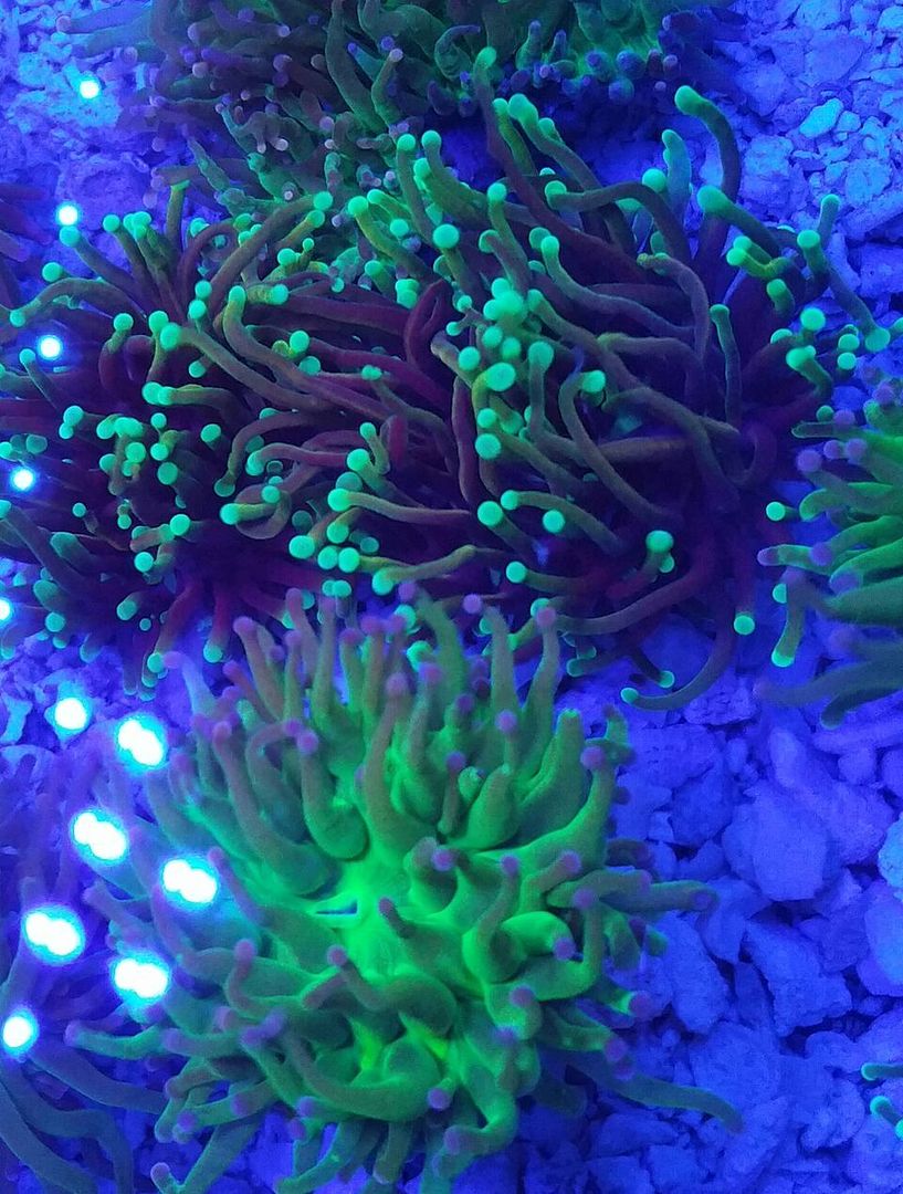 unspecified zpsox6uoct6 - Huge Coral Shipment in at Tropicorium! Pics/Prices